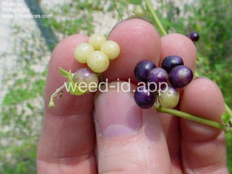 nightshade, American black